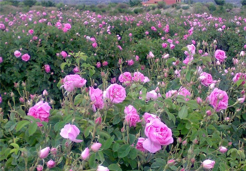 آموزش کشت گل محمدی به‌صورت علمی در استان بوشهر آغاز شد
