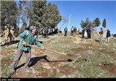 14 هزار اصله نهال در شهرستان خوی توزیع شد