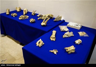 Iran Unveils 8-Million-Year-Old Fossils Returned Home from US