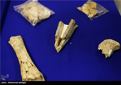 Iran Unveils 8-Million-Year-Old Fossils Returned Home from US