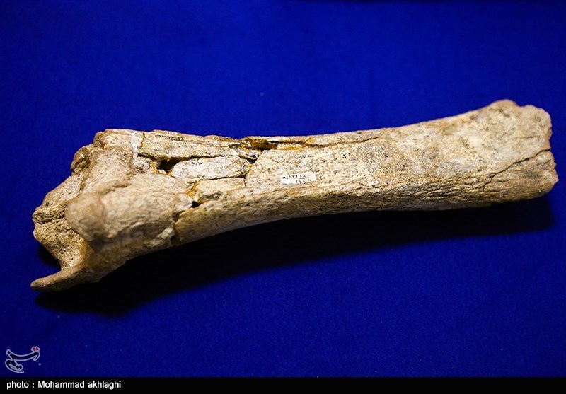 شناسایی کوسه 20 میلیون ساله از روی فسیل دندان