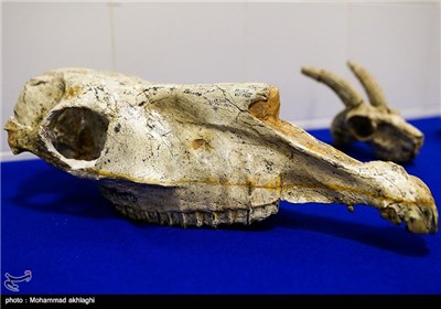 Iran Unveils 8-Million-Year-Old Fossils Returned Home from US