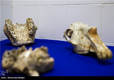 Iran Unveils 8-Million-Year-Old Fossils Returned Home from US