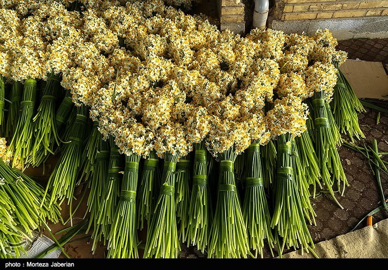 جشنواره سنتی «گل نرگس» در سمنان برگزار شد