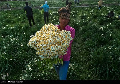 برداشت گل نرگس در بهبهان خوزستان