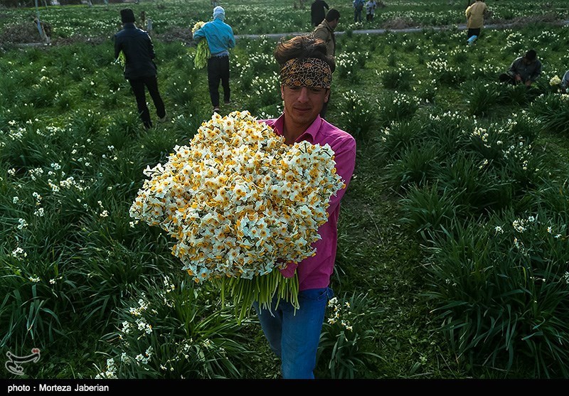 100 میلیون تومان اعتبار برای برگزاری جشنواره گل نرگس در خراسان جنوبی نیاز است