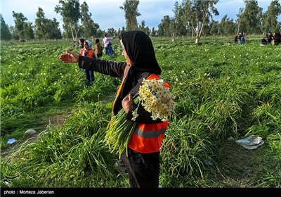 برداشت گل نرگس در بهبهان خوزستان