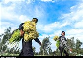 17 میلیون شاخه گل نرگس از مزارع استان خراسان جنوبی برداشت می‌شود