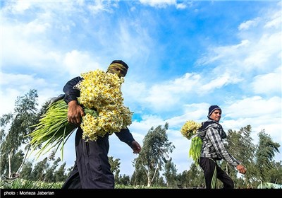 برداشت گل نرگس در بهبهان خوزستان