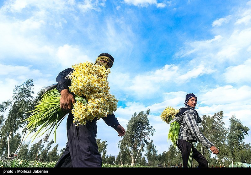 17 میلیون شاخه گل نرگس از مزارع استان خراسان جنوبی برداشت می‌شود