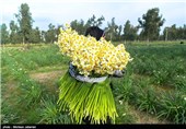 ششمین جشنواره گل نرگس در شهرستان کازرون برگزار می‌شود