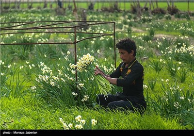 برداشت گل نرگس در بهبهان خوزستان