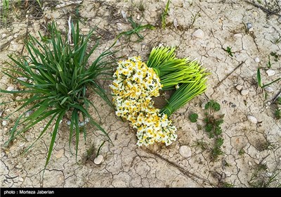 برداشت گل نرگس در بهبهان خوزستان