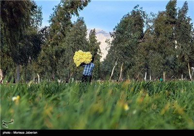 برداشت گل نرگس در بهبهان خوزستان