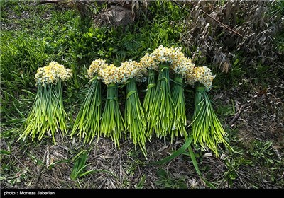 برداشت گل نرگس در بهبهان خوزستان