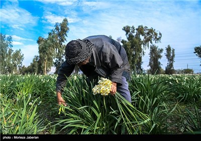 برداشت گل نرگس در بهبهان خوزستان