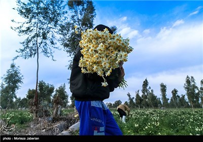 برداشت گل نرگس در بهبهان خوزستان