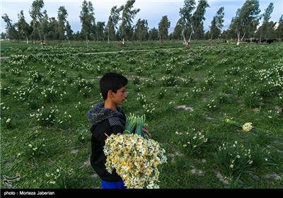 برداشت گل نرگس در بهبهان خوزستان