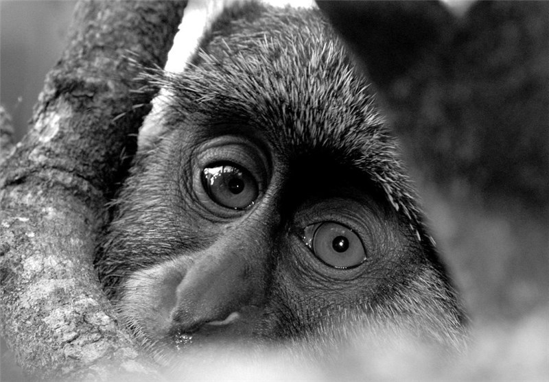 تصاویر زیبای عکاس 18 ساله فرانسوی از حیات وحش سراسر جهان