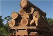 «چوب» عامل جدید درگیری آمریکا و کانادا