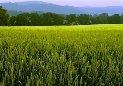تولید 5.5تن گندم آبی در هر هکتار از مزارع لرستان