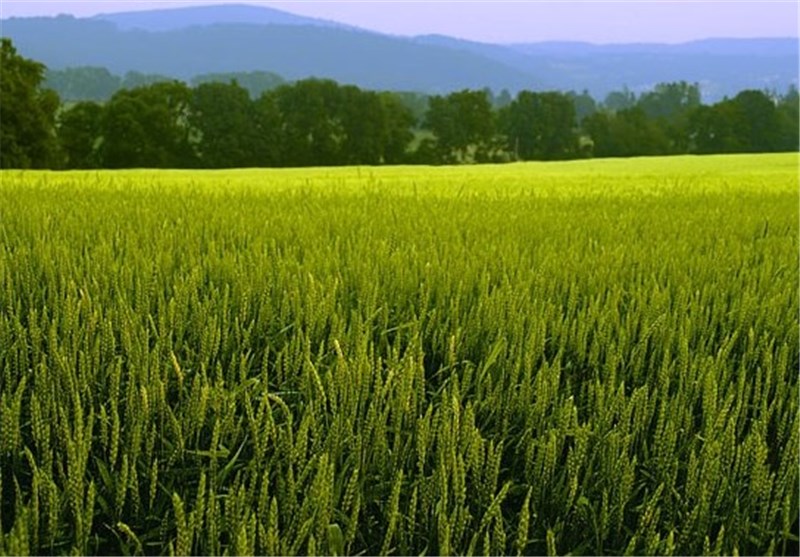 تولید 5.5تن گندم آبی در هر هکتار از مزارع لرستان