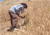 6000 تن گندم مازاد بر نیاز کشاورزان استان بوشهر خریداری شد