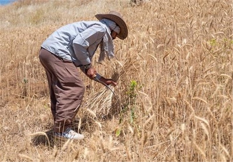 تولید بیش از 50 هزار تن غلات در مزارع شهرستان/شیوع آفت پوره سن غلات در تاکستان