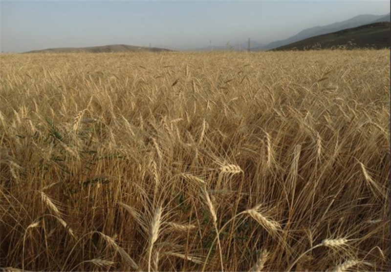گندم و کلزا کشاورزان مازنی به‌صورت تضمینی خریداری می‌شود