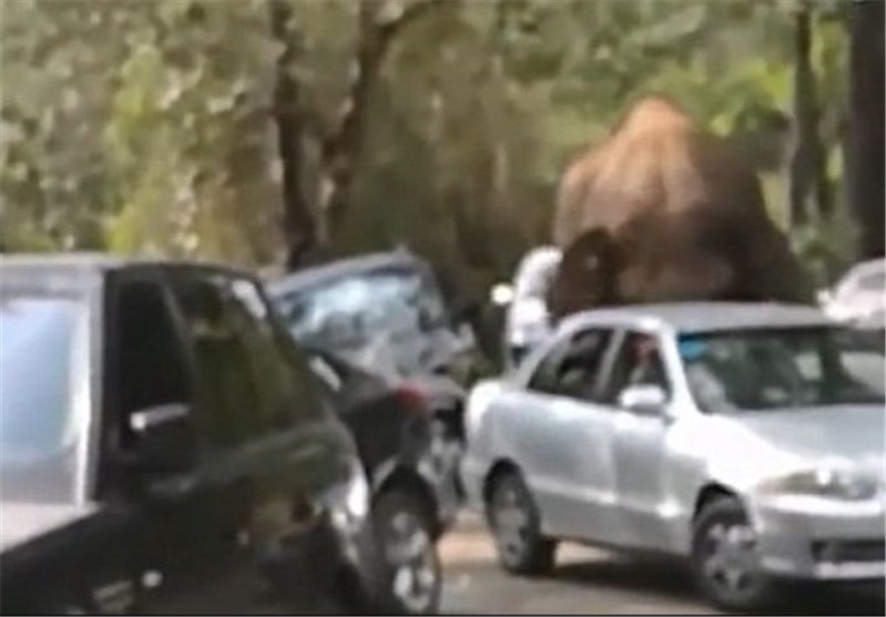 حمله فیل عاشق به 15 خودرو در چین + تصاویر