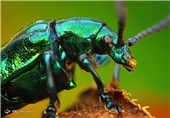 نقش حشرات موذی در افزایش گرمای زمین