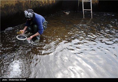 به مناسبت روز مهندس - حوضچه پرورش ماهی