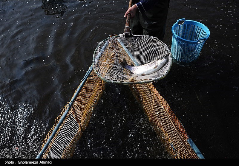 نروژ خواستار صادرات ماهی سالمون به ایران شد