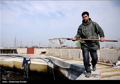 به مناسبت روز مهندس - حوضچه پرورش ماهی