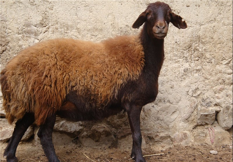 گوسفند در آستانه عید قربان 3 هزار تومان گران شد + نرخ انواع گوشت