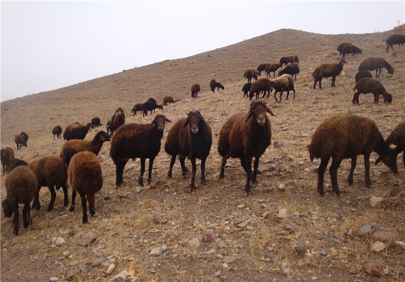 2 میلیون راس گوسفند در مناطق روستایی و عشایری استان ایلام واکسینه می‌شوند