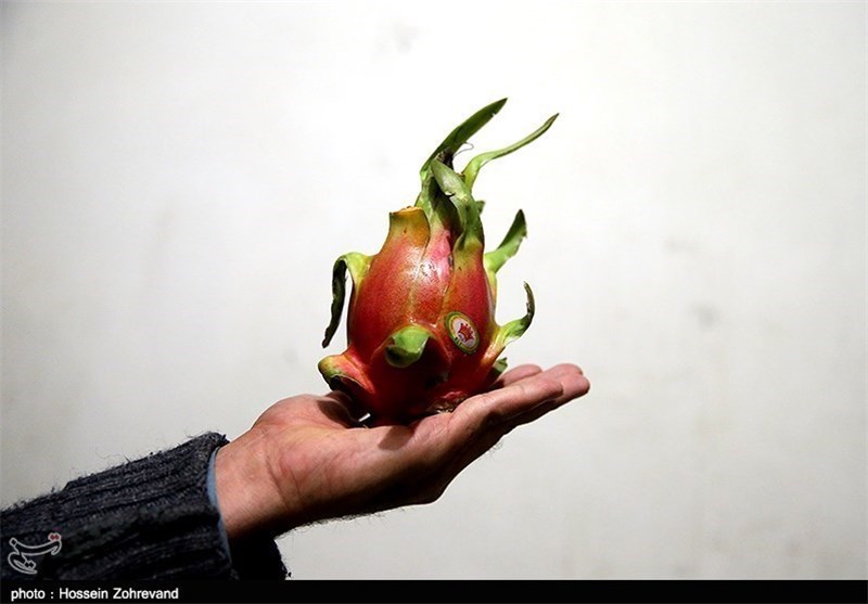 بارانداز میوه‌های قاچاق داخل تهران نیست