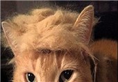 گربه‌هایی با مدل موی نامزد جمهوری‌خواه آمریکا + تصاویر