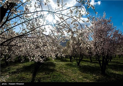 شکوفه های بهاری شیراز