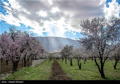 شکوفه های بهاری شیراز