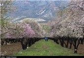 نوروز زیبا در شکوفه‌های بهاری مهارلو/ اینجا آب چشمه می‌جوشد+تصاویر