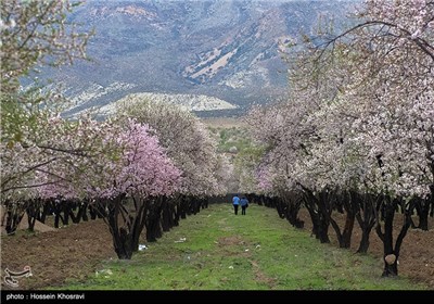 شکوفه های بهاری شیراز