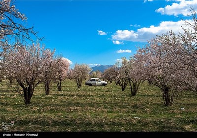 شکوفه های بهاری شیراز