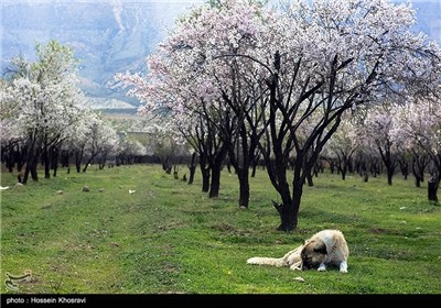 جمال الطبیعة فی شیراز