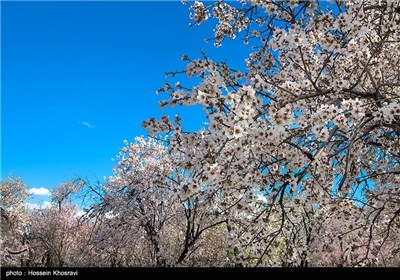 شکوفه های بهاری شیراز