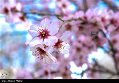 شکوفه های بهاری شیراز