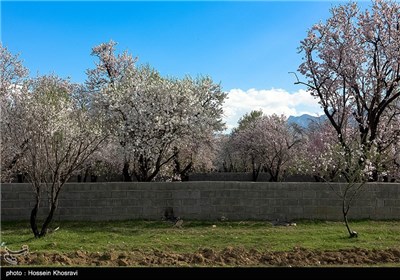 شکوفه های بهاری شیراز