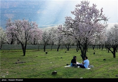 شکوفه های بهاری شیراز