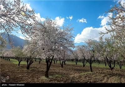 شکوفه های بهاری شیراز