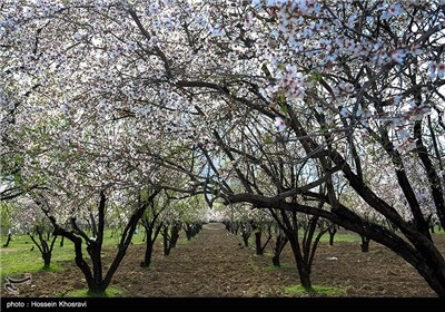 شکوفه های بهاری شیراز